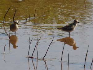 Curlew 028