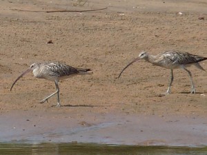 Curlew 049