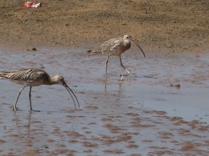 Curlew 062