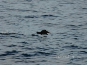 Ezhimala and Pelagic survey 023