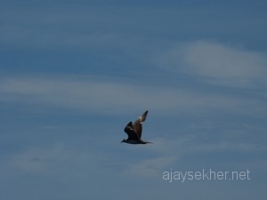 Ezhimala and Pelagic survey 034