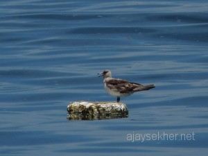 Ezhimala and Pelagic survey 036