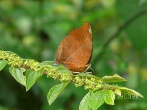 v c autumnleaf 013