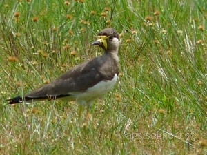 globe skimmer, plovers 015