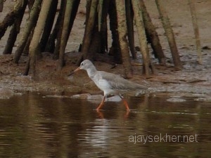 Kumbalaestuary 016