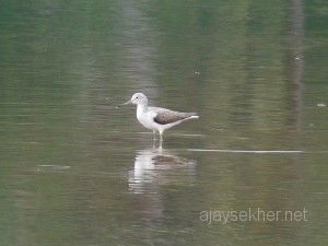 Kumbalaestuary 020