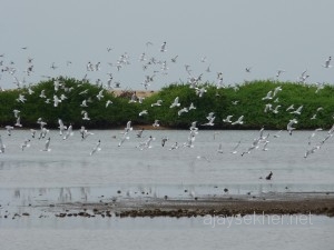 Kumbalaestuary 042