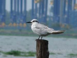 Mangalavanam2010 002