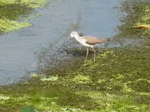 Mangalavanam2010 018