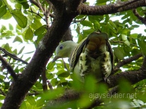 Mangalavanam2010 021