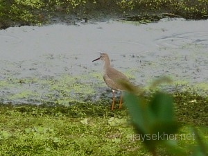 Mangalavanam2010 025