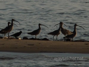 thalangaracurlews 010