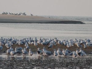 kumbalagulls 004