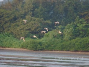 stintsanderlings 007