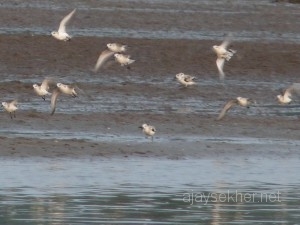 stintsanderlings 011