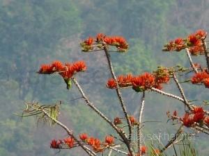 coorg 005