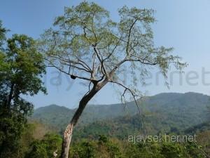coorg 007