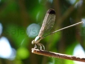 coorg 009