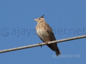 coorg 021