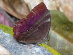 coorg 025
