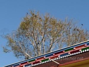 coorg 053
