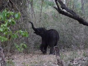 coorg 064