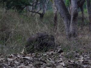 coorg 072