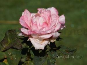 coorg 073