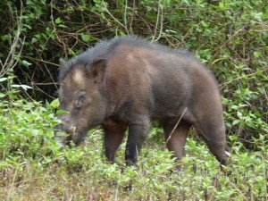 Thekady2011april 010