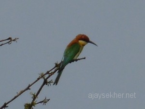 Thekady2011april 017