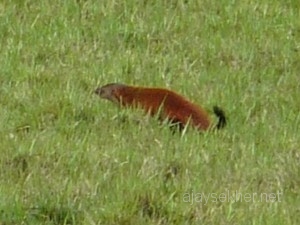 Thekady2011april 031