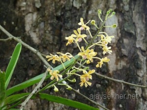 Thekady2011april 033