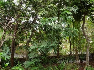 bepur-kozhikode 014
