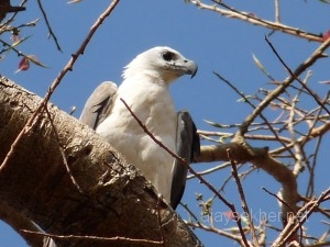 seaeagle 010