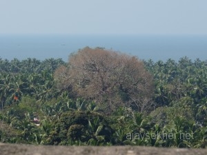 seaeagle 046