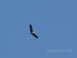 seaeagle 049