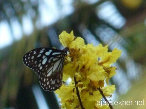 Thazhathangadi.cheerapanchira 008