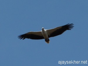Flight and freedom: Survival of the sea eagle in Kerala