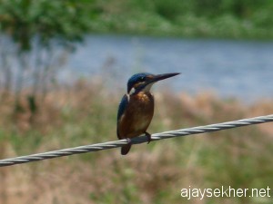 A Small Blue Kingfisher in Enamavu Kol, Thrissur. Oct 8, 2011