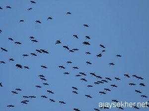 Kol2011 039