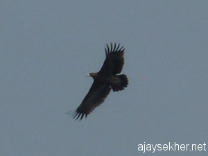 vemb-12 029