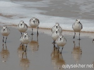 chavakad-ponani 045