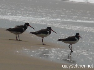 chavakad-ponani 055