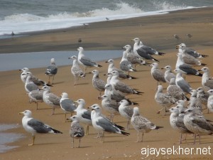 chavakad-ponani 060