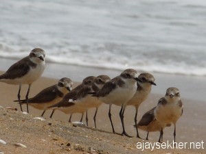 chavakad-ponani 069