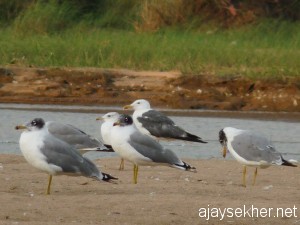 Adyanpara-kutiprm-gulls 030