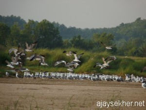 Adyanpara-kutiprm-gulls 035
