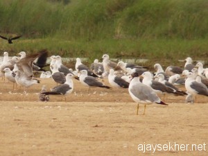 Adyanpara-kutiprm-gulls 047