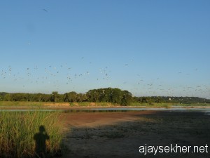 gulls.kutipuram5oct12 002