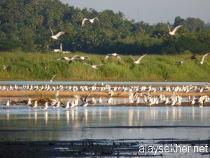 gulls.kutipuram5oct12 008